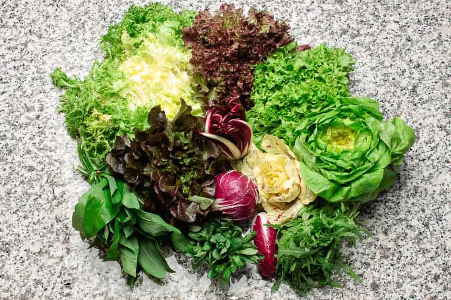 Colorful lettuce, different types.