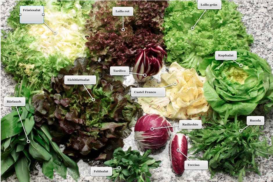 Examples of seasonal ingredients Salad and herbs