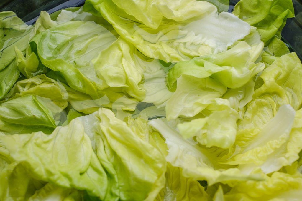 Quickly wash picked lettuce leaves