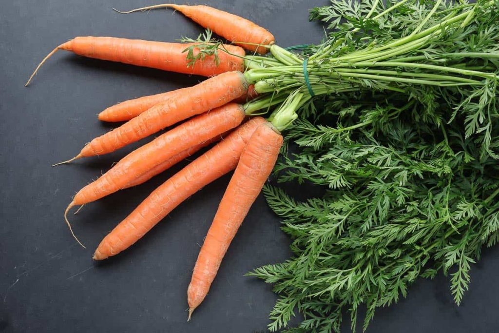 Karotten oder Möhren frisch mit dem Grün
