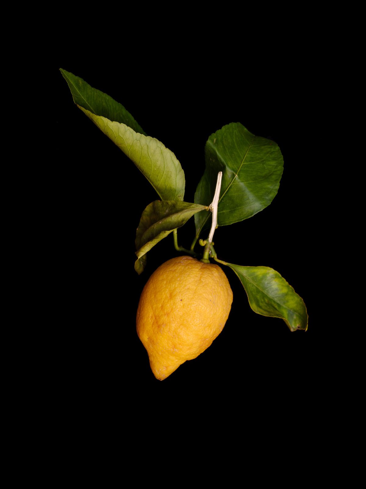 Zitrone - modernes Stillleben limitiertes Foto Kunst von Thomas Sixt