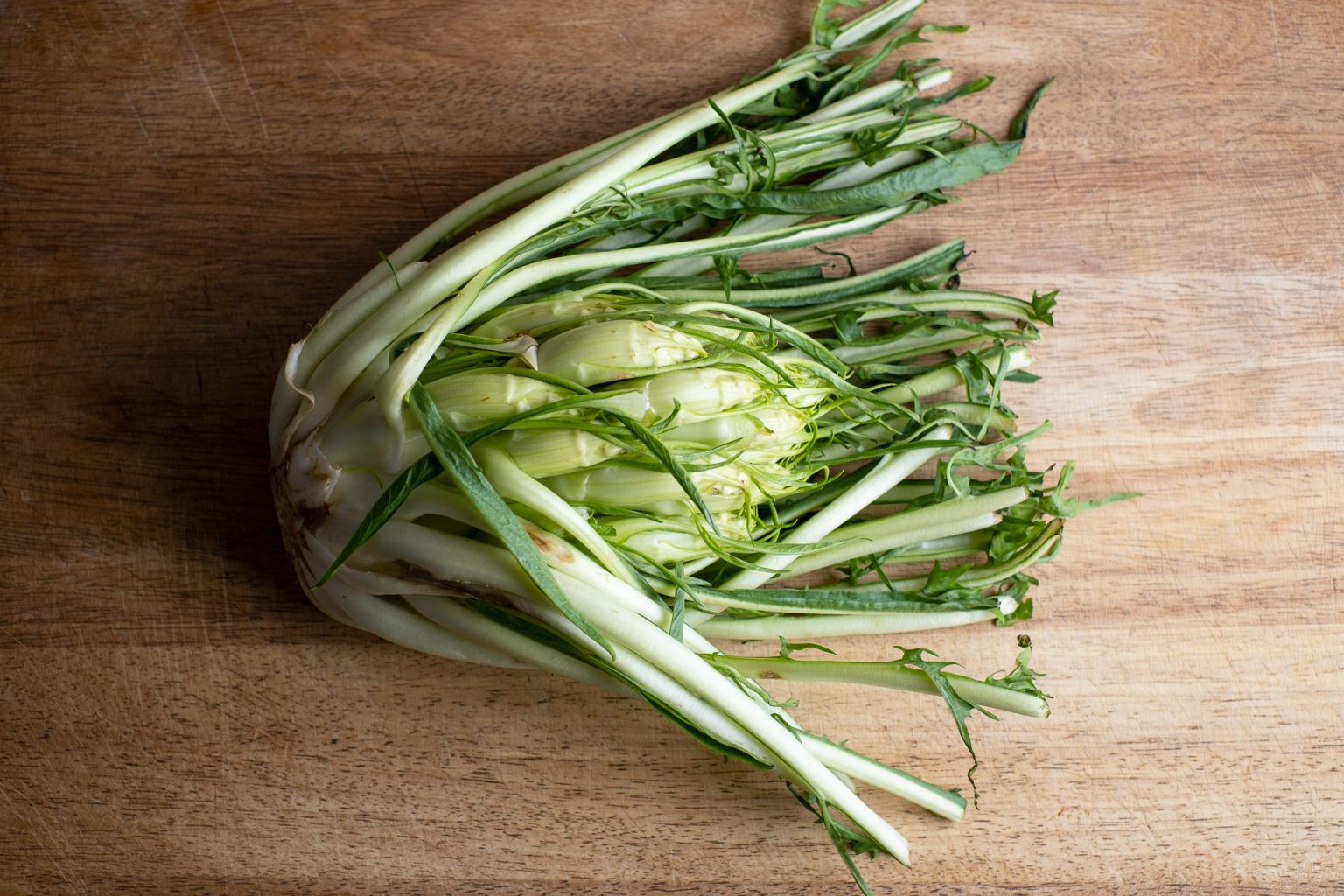 Puntarelle Rezept als Salat und Antipasti. Anleitung zum selbst kochen ...