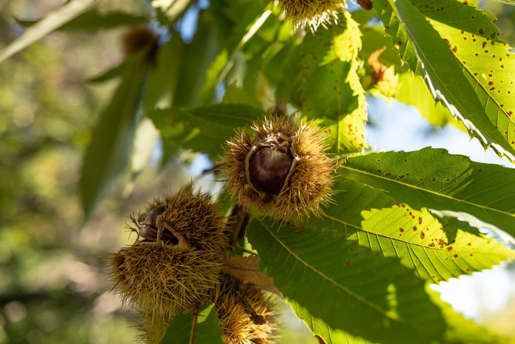 Maronen am Baum