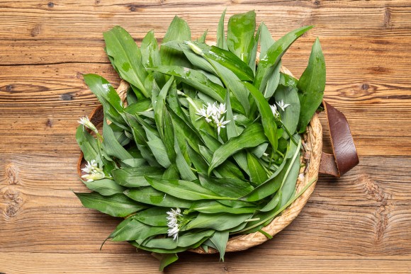 Bärlauch mit Bärlauch Blüten im Korb