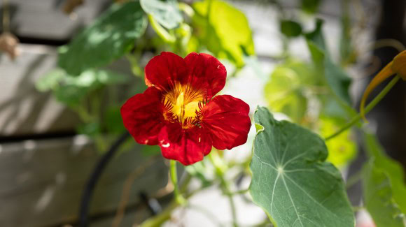 Kapuzinerkresse-Blüte im Garten