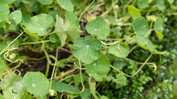 Kapuzinerkresse im Garten