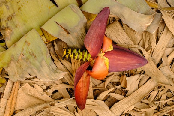 Bananenblüte - Bananenherz am Boden