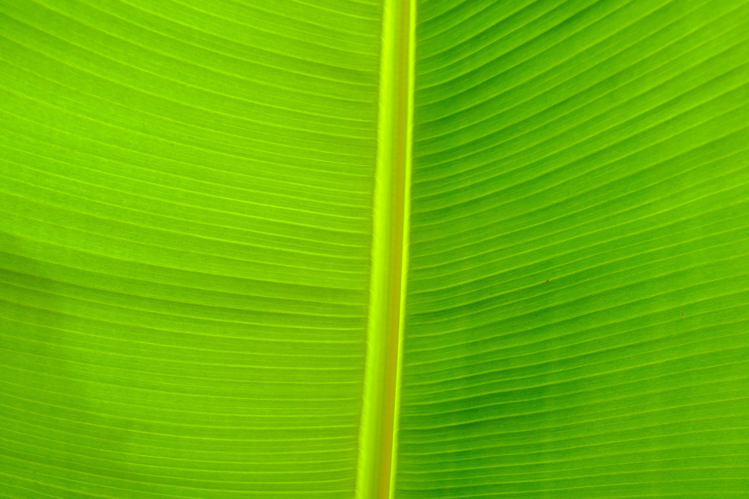 Bananenblatt Nahaufnahme im Licht