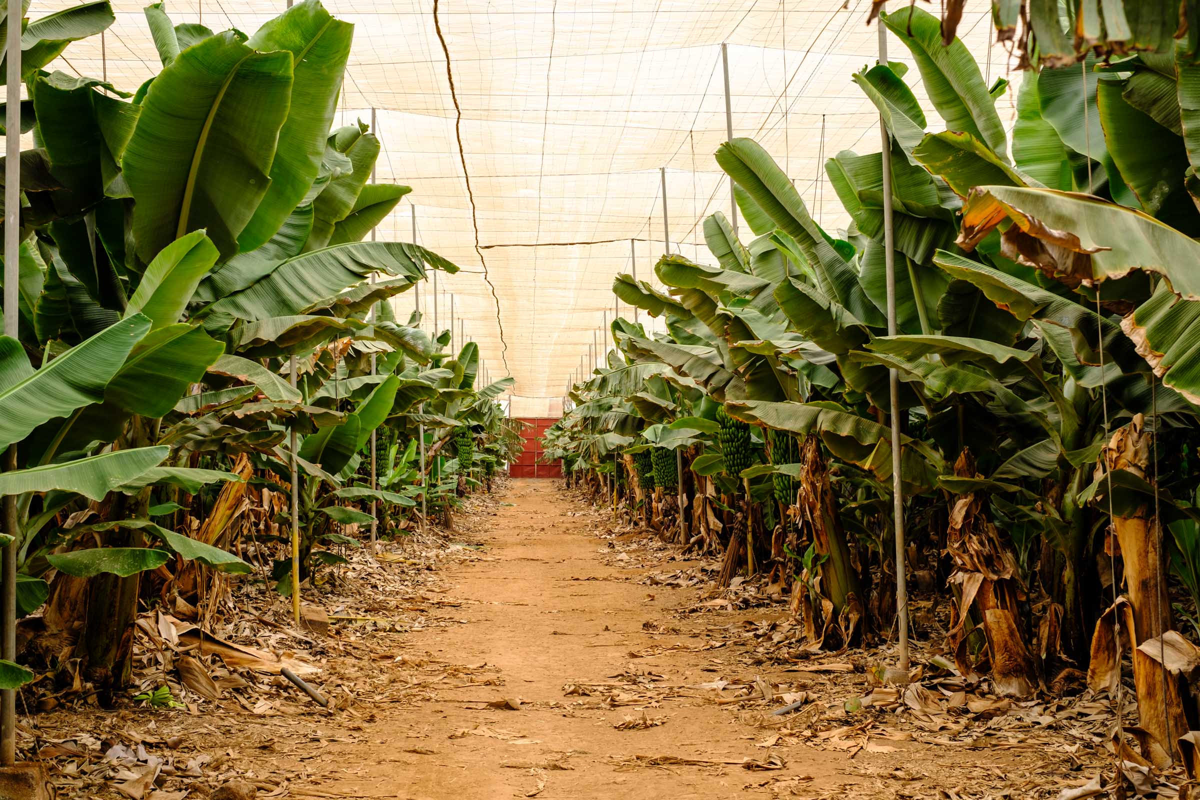 Bananenplantage im Inneren