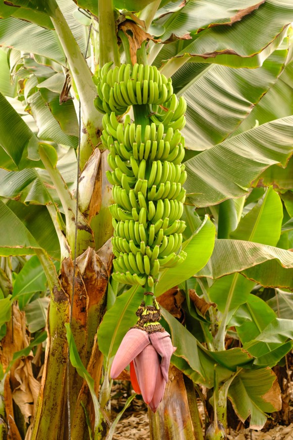 Bananenstaude mit Bananenherz oder Bananenblüte