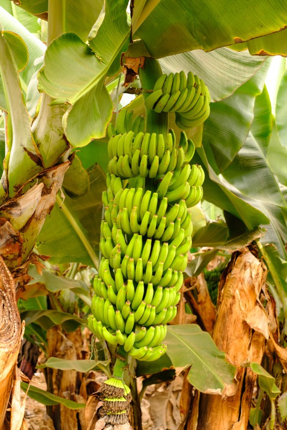 Bananenstaude in der Bananen-Plantage