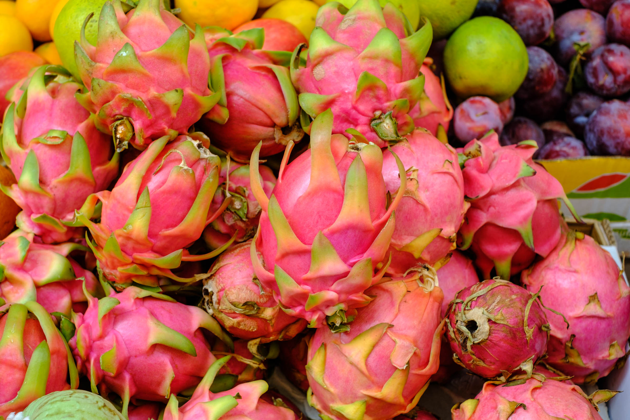 Nahaufnahme der Drachenfrucht, auch bekannt als Pitahaya, Pitaya, Strawberry Pear oder Dragon Fruit Nahaufnahme.