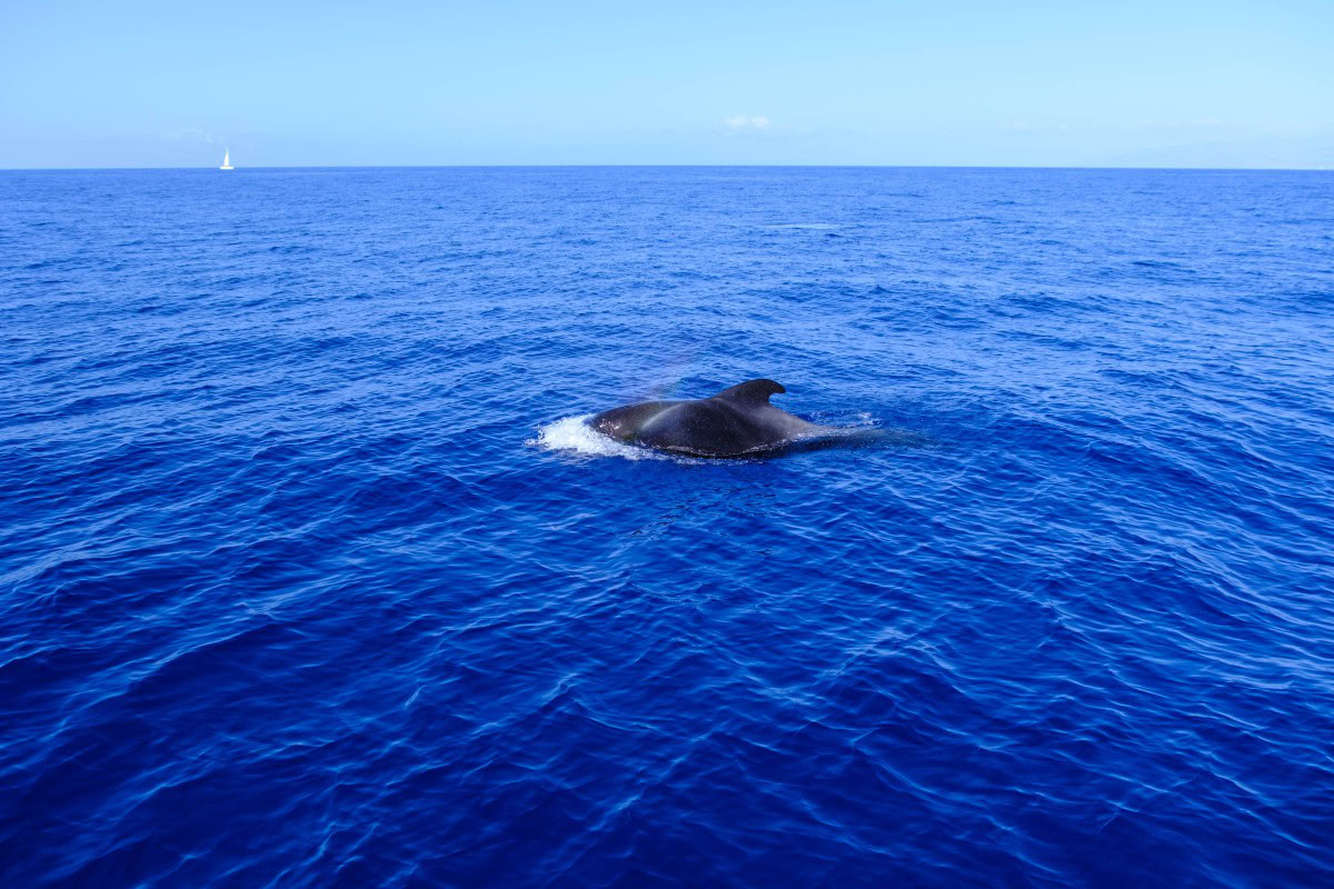 Walbeobachtung in Teneriffa