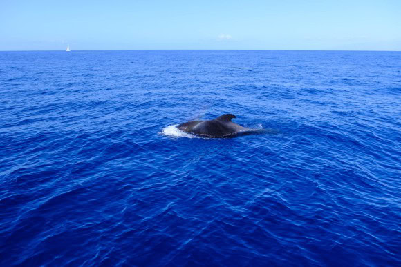 Walbeobachtung in Teneriffa