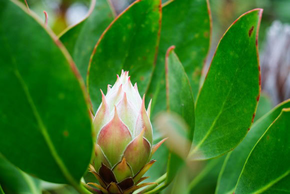 Königs-Protea