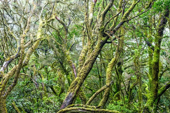 Lorbeerwald in La Gomera