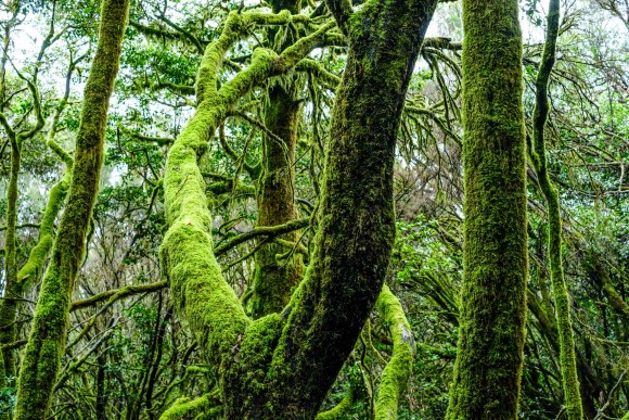 Lorbeerwald in La Gomera – Lorbeerbäume