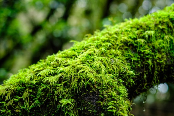 Baum im Lorbeerwald in La Gomera Nahahufnahme Moos