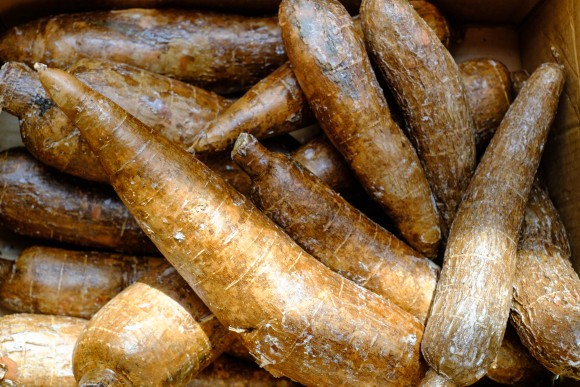 Maniok, auch bekannt als Cassava, Yuca, Mandioca, Tapioka oder Brazilian Arrowroot.