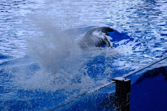 Orka Show im Loro-Parque Teneriffa