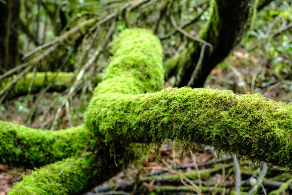 Lorbeerbaum mit Moos